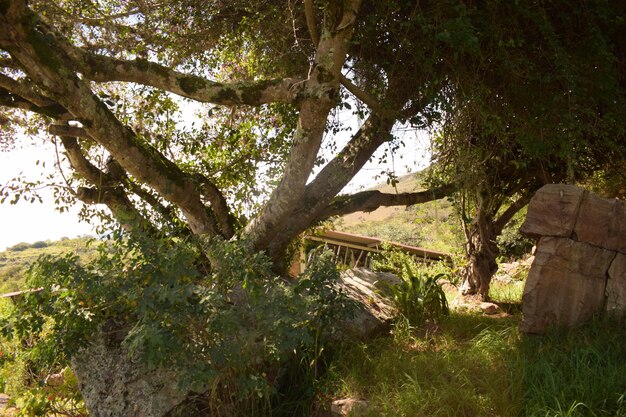 Foto un árbol en la hierba con las palabras 'san diego' en él