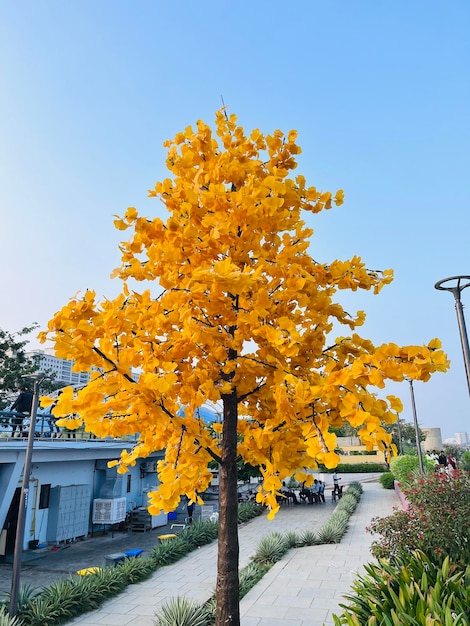 El árbol de la hoja amarilla.