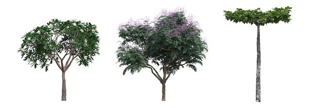 árbol de hoja caduca, aislado sobre fondo blanco, ilustración 3D, cg render