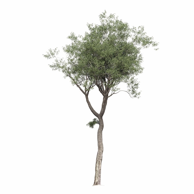árbol de hoja caduca, aislado sobre fondo blanco, ilustración 3D, cg render