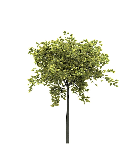 Árbol de hoja caduca sobre un fondo blanco Elemento de jardín aislado Ilustración 3D Render cg