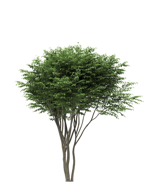 Árbol de hoja caduca sobre un fondo blanco Elemento de jardín aislado Ilustración 3D Render cg