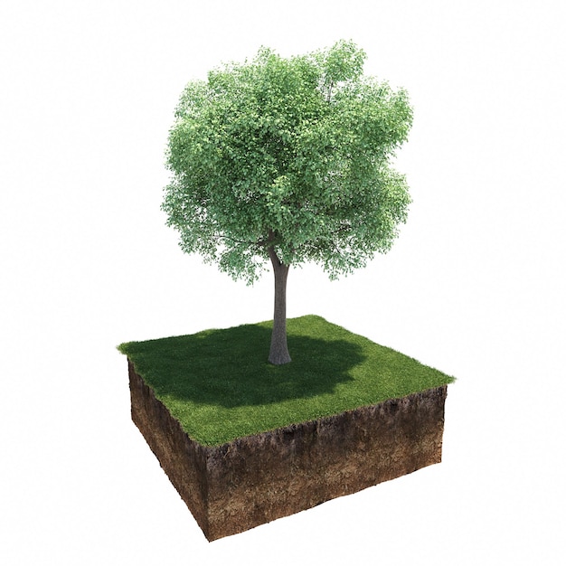 Árbol de hoja caduca y suelo cortado debajo de él. Elemento de jardín aislado, ilustración 3D, cg render