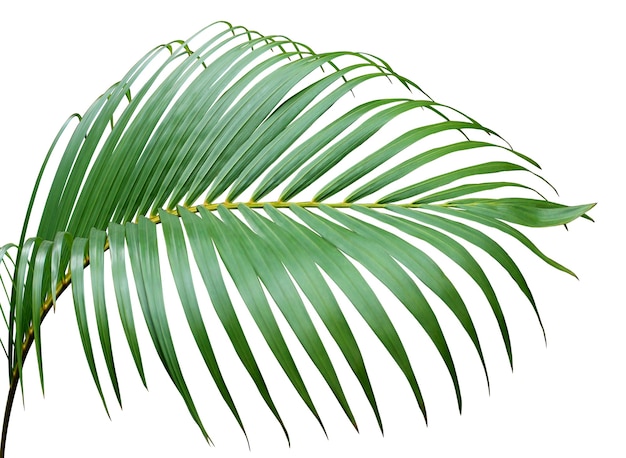 Árbol de hoja de palmera verde tropical aislado sobre fondo blanco.