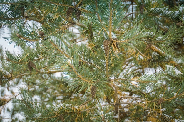 Foto Árbol de hoja perenne bajo la nieve