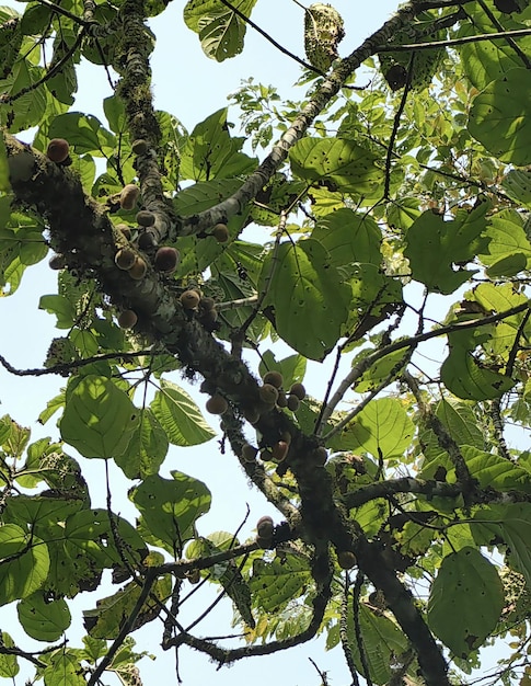 Un árbol con una hoja que tiene la palabra higo.