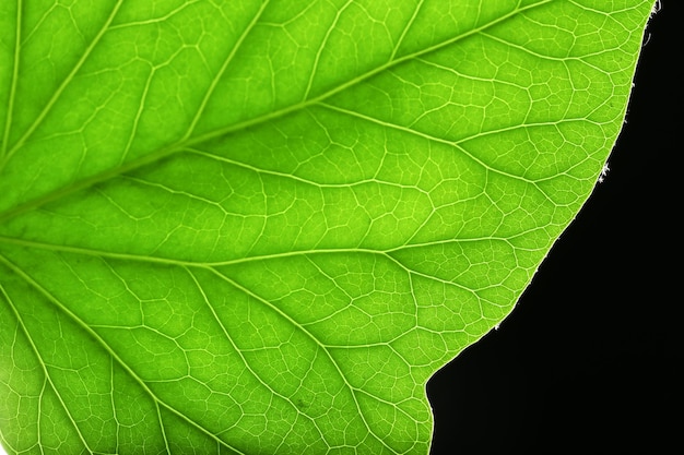 árbol, hoja verde, cicatrizarse