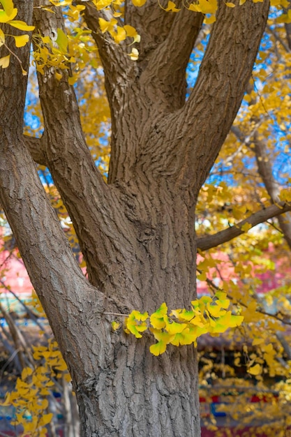 Un árbol con hojas amarillas y un árbol al fondo.