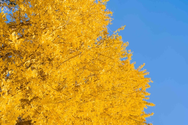 Un árbol con hojas amarillas contra un cielo azul.