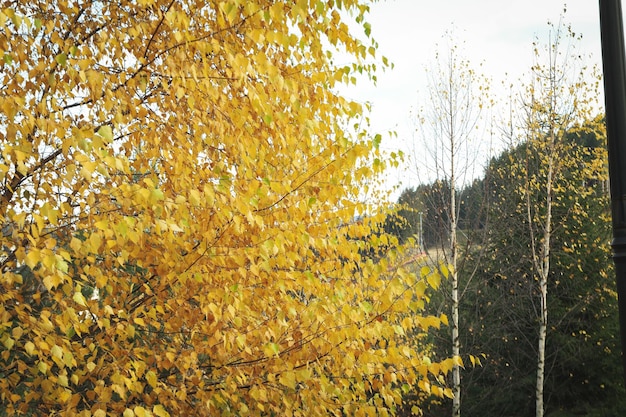 Árbol con hojas amarillas en otoño