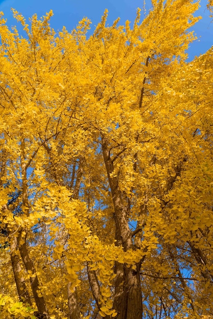 Un árbol con hojas amarillas en otoño.