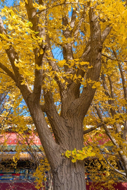 Un árbol con hojas amarillas en otoño.