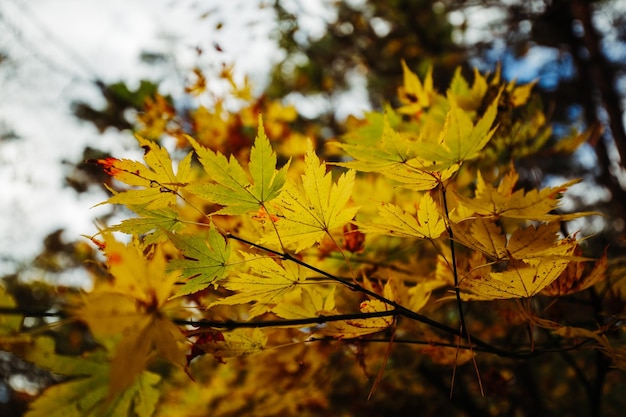 Un árbol con hojas amarillas y la palabra arce en él.