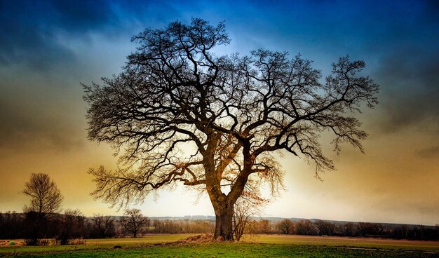 Foto un árbol sin hojas está en un campo