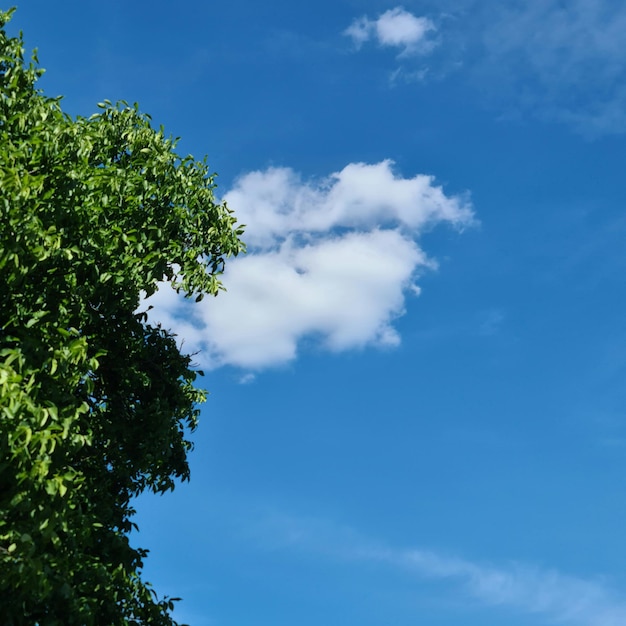 Un árbol con hojas y un cielo azul con nubes.