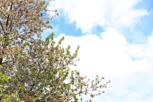 Un árbol con hojas y un cielo azul.