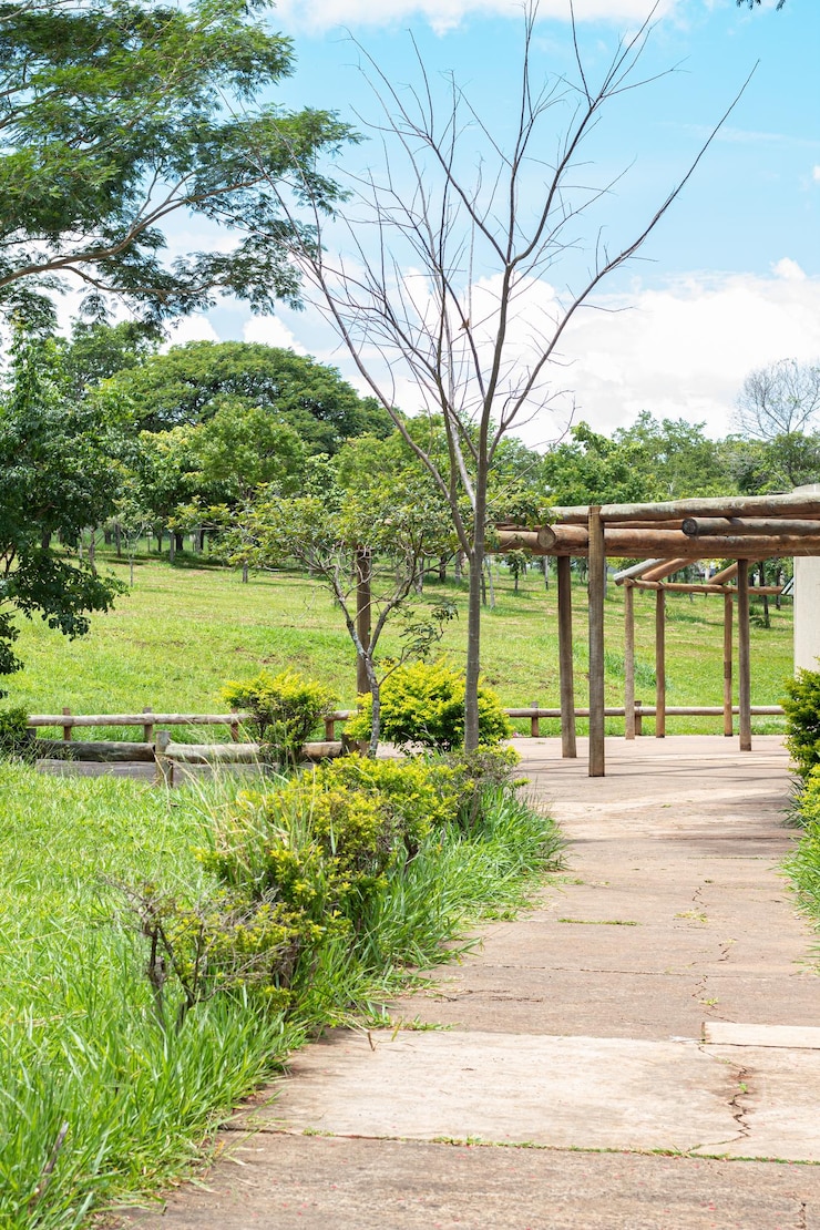 Foto un árbol sin hojas está en un campo