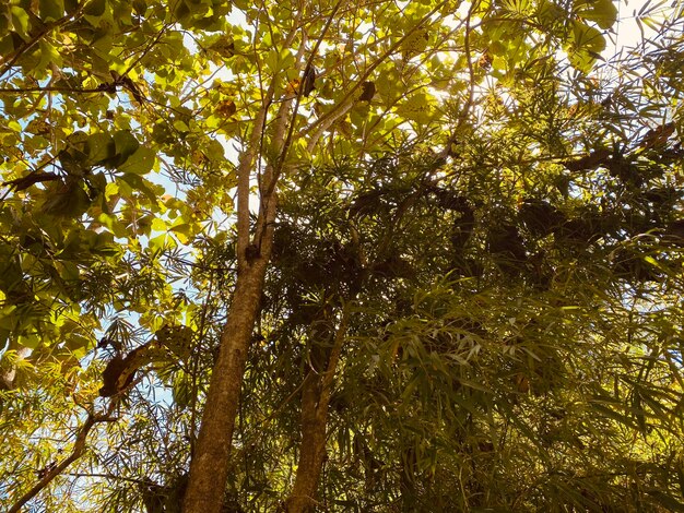 Un árbol con hojas y un mono encima.