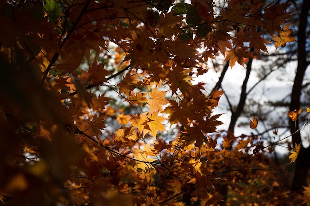 Un árbol con hojas de naranja