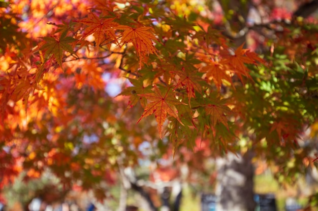 Un árbol con hojas de otoño en el fondo.