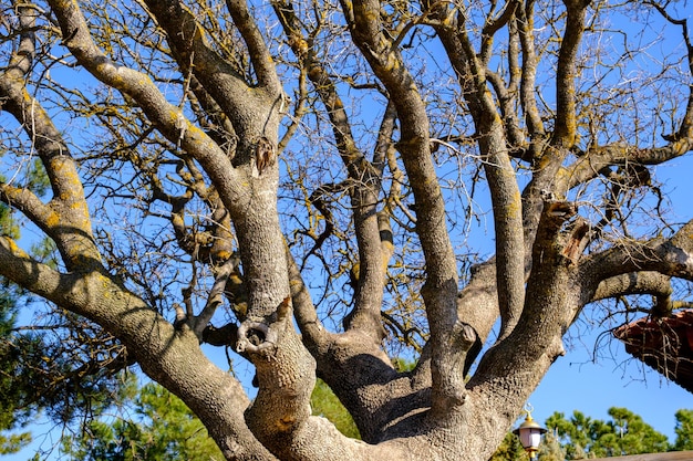 un árbol sin hojas en el parque en un soleado día de invierno