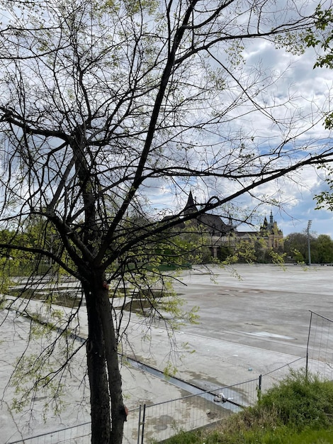 Foto un árbol sin hojas está en un parque.