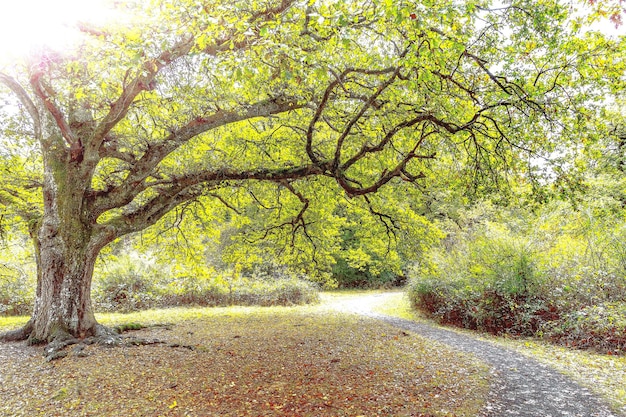 Foto un árbol con hojas que cuelga sobre un camino.