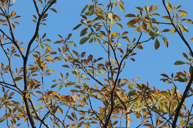 Un árbol con hojas y ramas que tienen la palabra "en él"