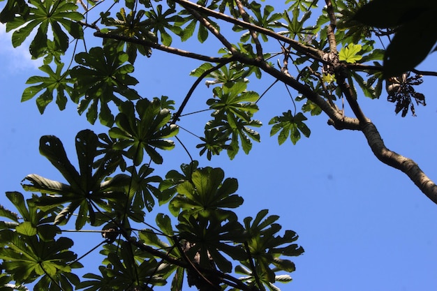 Un árbol con hojas y ramas que tienen la palabra plátano.