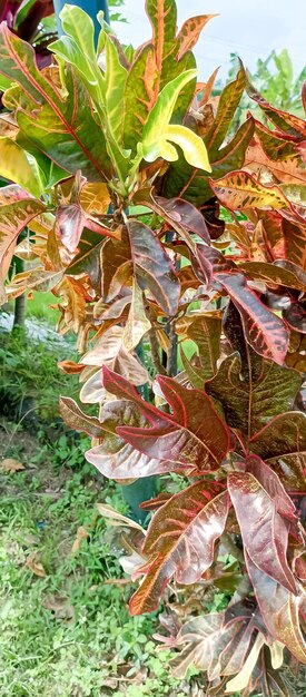 Foto un árbol con hojas rojas y un fondo verde con un número de hojas en él