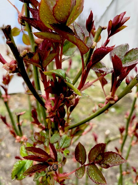 Un árbol con hojas rojas y hojas verdes.