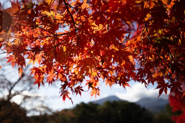 Un árbol de hojas rojas en primer plano con la montaña al fondo.