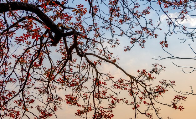 Árbol y hojas rojas a principios de primavera.