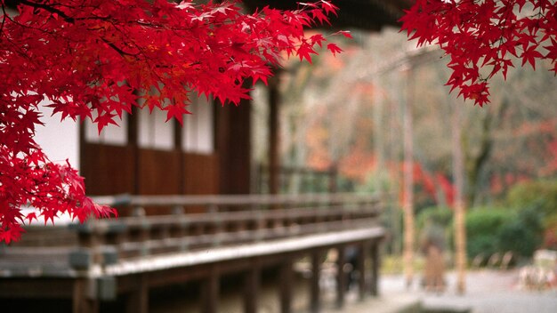 Foto un árbol con hojas rojas que está afuera