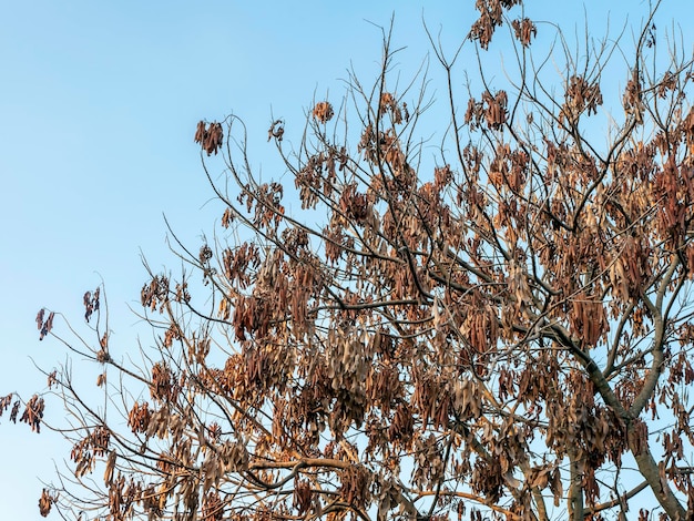 Un árbol con hojas secas y fondo de cielo azul para papel tapiz natural