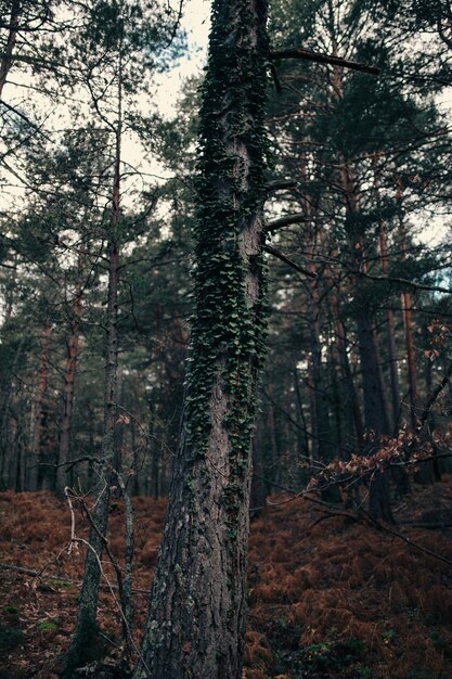 Foto Árbol con hojas en su tronco en un bosque