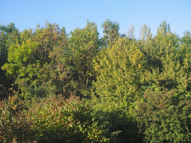 árbol, hojas, verde, plano de fondo