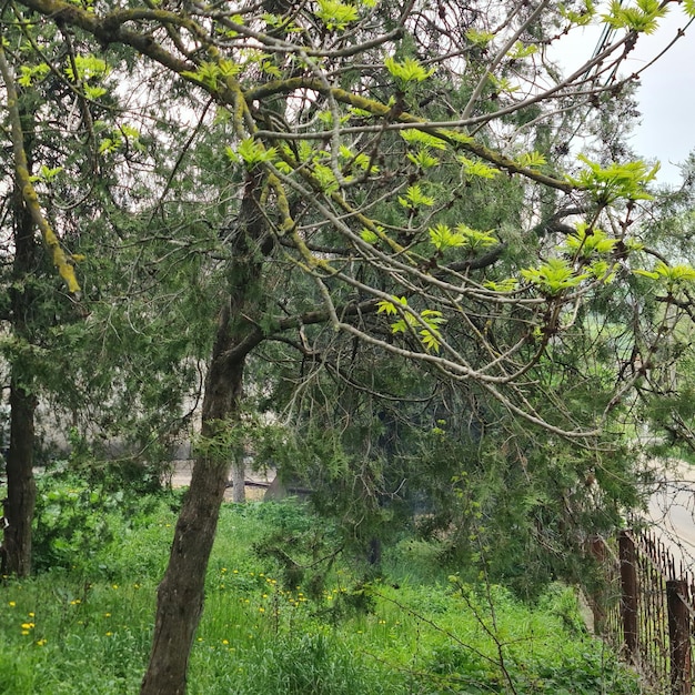 Un árbol con hojas verdes y un cartel que dice "verde".