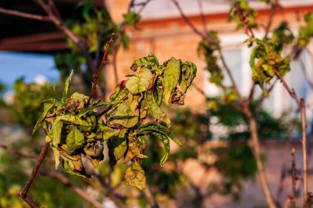 Foto un árbol con hojas verdes de cerca