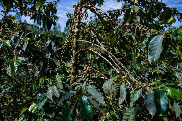 un árbol con hojas verdes y un cielo azul detrás de él