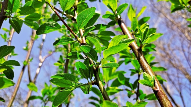 un árbol con hojas verdes y un cielo azul detrás de él