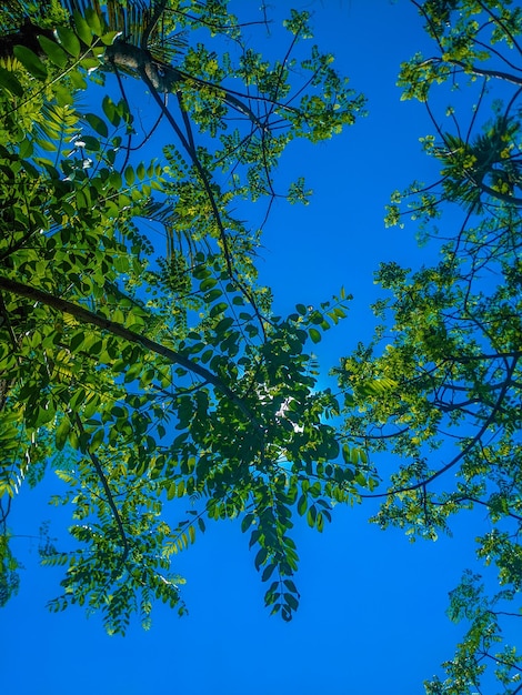 Un árbol con hojas verdes y el cielo es azul.