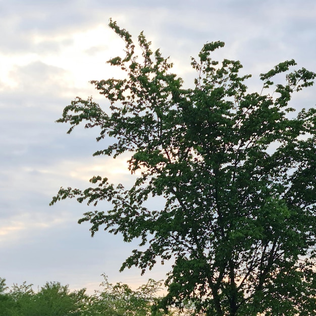 Un árbol con hojas verdes y un cielo nublado.