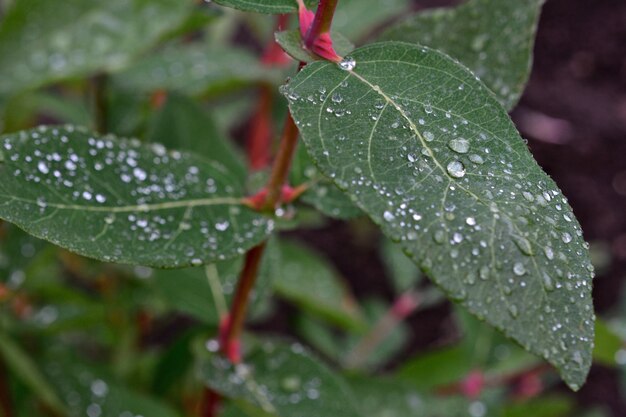 árbol con hojas verdes cubiertas de gotas de agua después de la lluvia aisladas