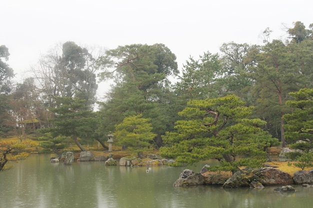 un árbol con hojas verdes está en frente de un estanque con un fondo de cielo