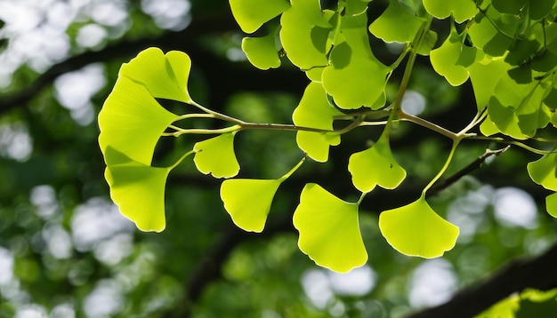 Un árbol con hojas verdes y flores amarillas