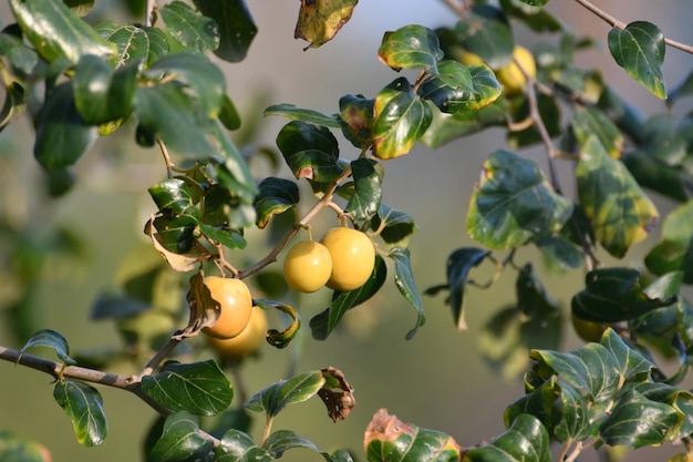 Un árbol con hojas verdes y frutos amarillos.