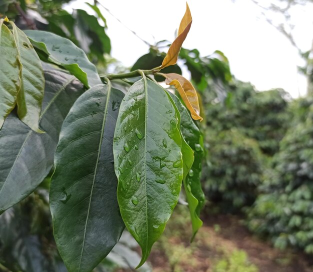 Un árbol con hojas verdes y hojas amarillas y verdes con la palabra café.