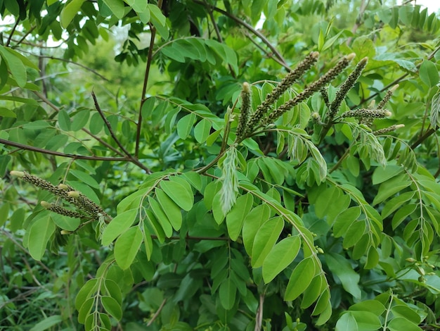 Un árbol de hojas verdes y unas hojitas que dicen "salvaje".