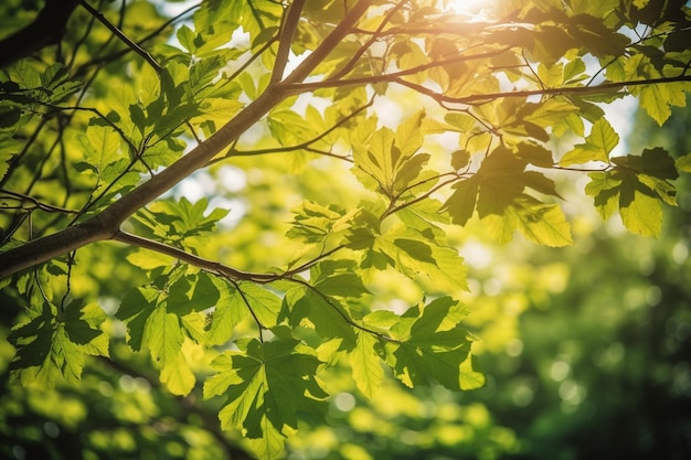 Un árbol con hojas verdes a la luz del sol.